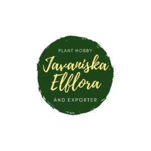 Javaniska Elflora - buy limited edition of seeds and plants
