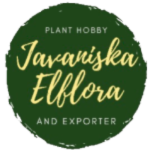 Javaniska Elflora - Plant Hobby and Exporter