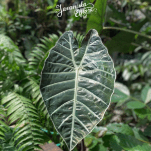 Alocasia suhirmaniana
