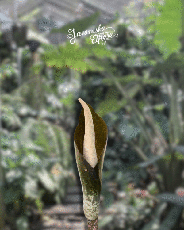 Amorphophallus sagittarius