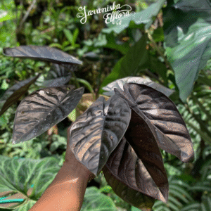 Alocasia infernalis