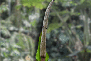 Amorphophallus asper: Species Overview