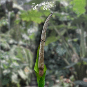 Amorphophallus asper