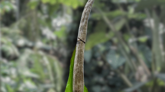Amorphophallus asper: Species Overview
