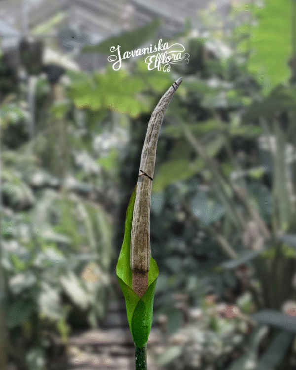 Amorphophallus asper