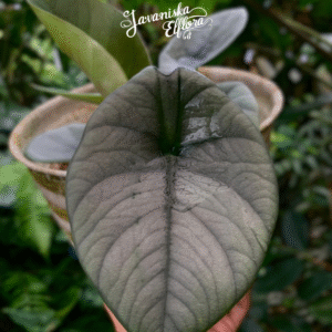 Alocasia chaii