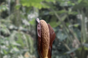 Amorphophallus costatus – Species Overview