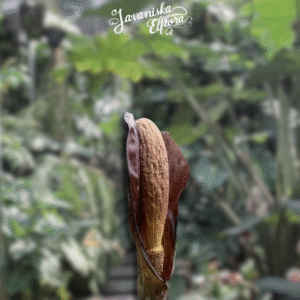 Amorphophallus costatus