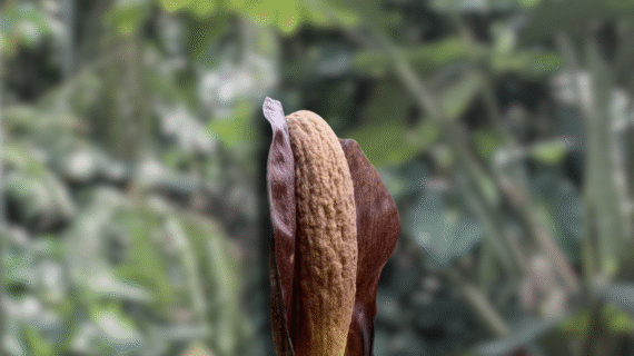 Amorphophallus costatus – Species Overview