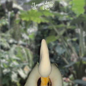 Amorphophallus prainii