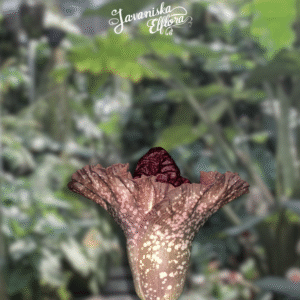 Amorphophallus paeoniifolius