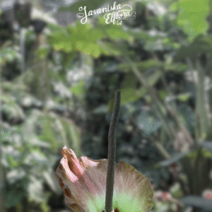 Amorphophallus plicatus