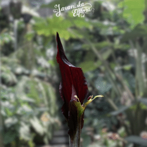 Amorphophallus spectabilis