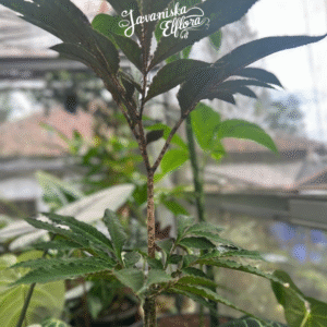 Amorphophallus pendulus