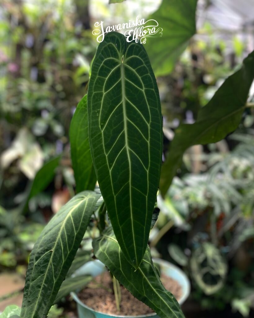 Anthurium warocqueanum