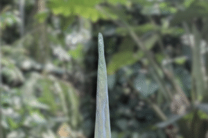 Amorphophallus lambii – Species Overview