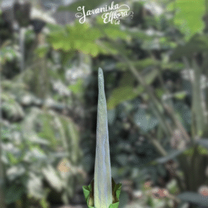 Amorphophallus lambii
