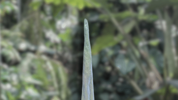 Amorphophallus lambii – Species Overview