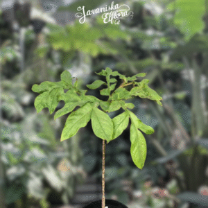 Amorphophallus annulifer