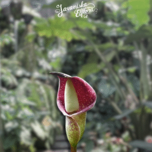 Amorphophallus beccari
