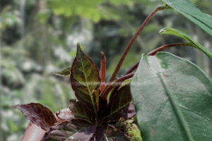 Amorphophallus angulatus – Species Overview