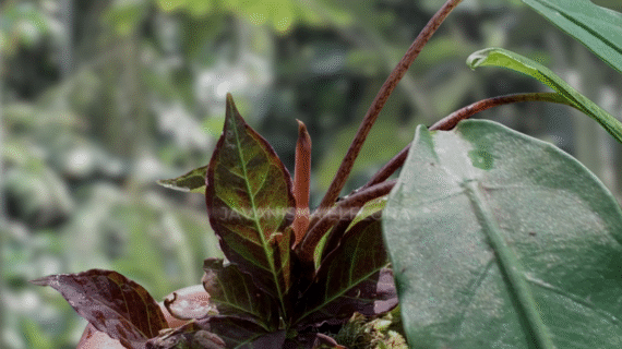 Amorphophallus angulatus – Species Overview
