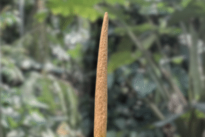 Amorphophallus variabilis – Species Overview