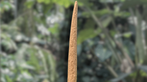Amorphophallus variabilis – Species Overview