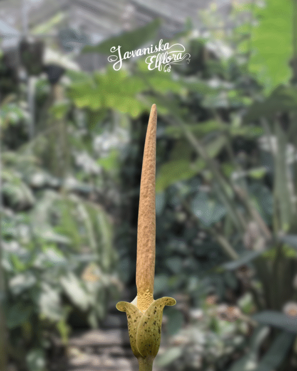 Amorphophallus variabilis