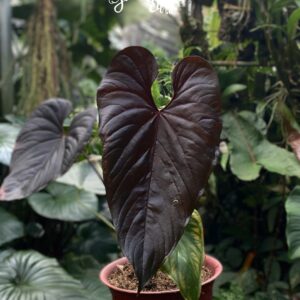 Anthurium modeanum