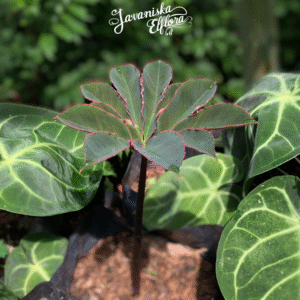 Amorphophallus atroviridis