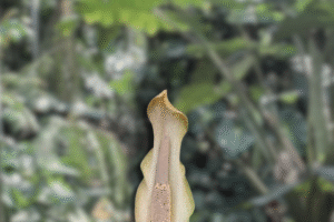 Amorphophallus galbra – Species Overview