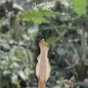 Amorphophallus galbra