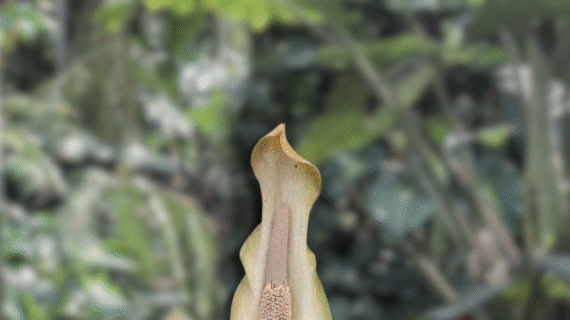 Amorphophallus galbra – Species Overview