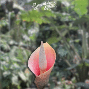 Amorphophallus bulbifer