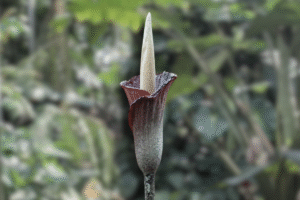 Amorphophallus gigas – Species Overview