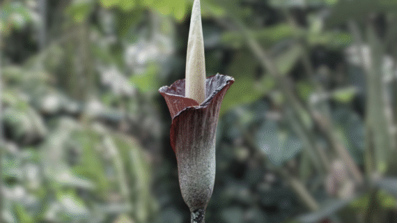 Amorphophallus gigas – Species Overview