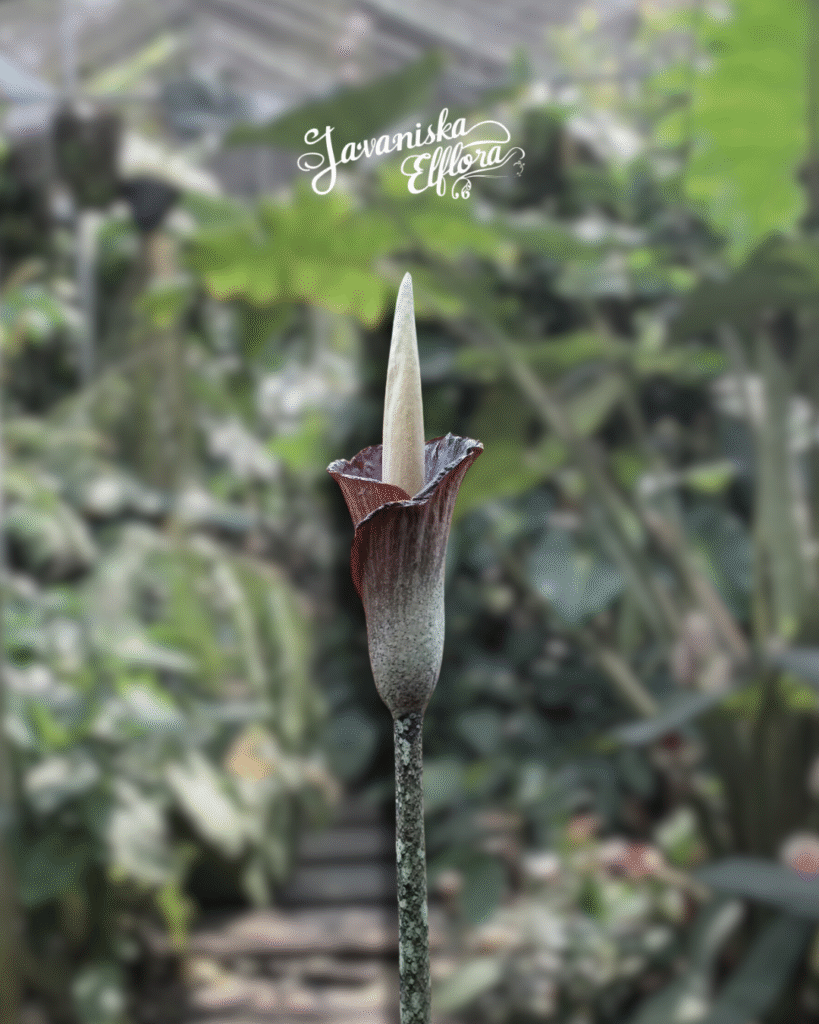 Amorphophallus gigas