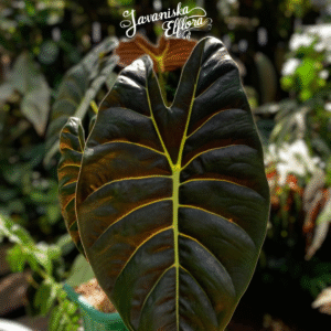 Alocasia golden bone