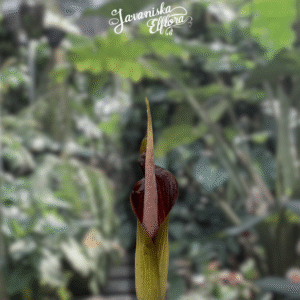 Amorphophallus raungensis