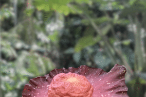 Amorphophallus hirsutus – Species Overview