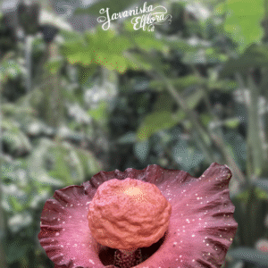 Amorphophallus hirsutus