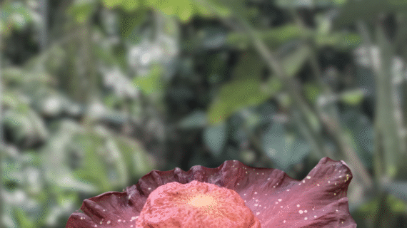 Amorphophallus hirsutus – Species Overview