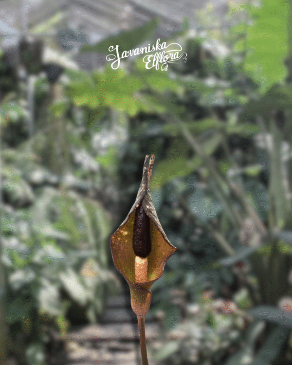 Amorphophallus manta