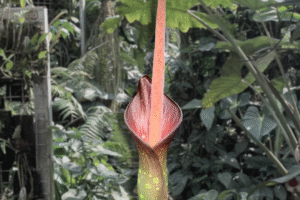 Amorphophallus borneensis – Species Overview
