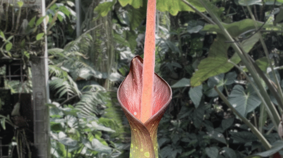 Amorphophallus borneensis – Species Overview