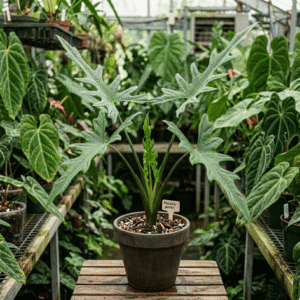 Alocasia porteii