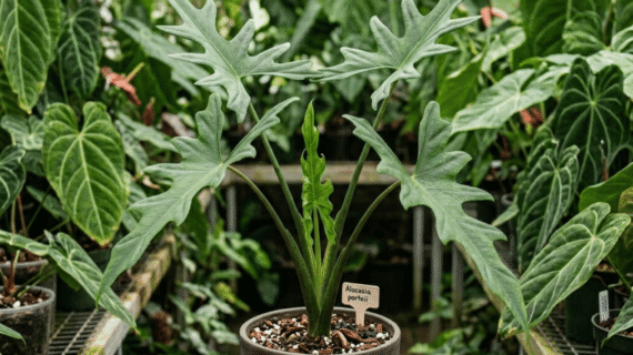 Alocasia porteii – Species Overview