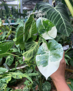 Alocasia macrorhizos varigata