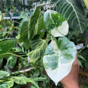 Alocasia macrorhizos varigata
